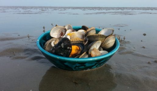 kokkels e1506274660769 - Free Food in August: The Daring Hunt for Cockles