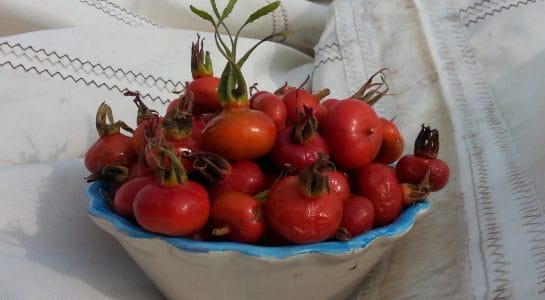 rozenbottels in het zeil e1506281242261 - Free Food in August: Rosehips (Rozenbottels)